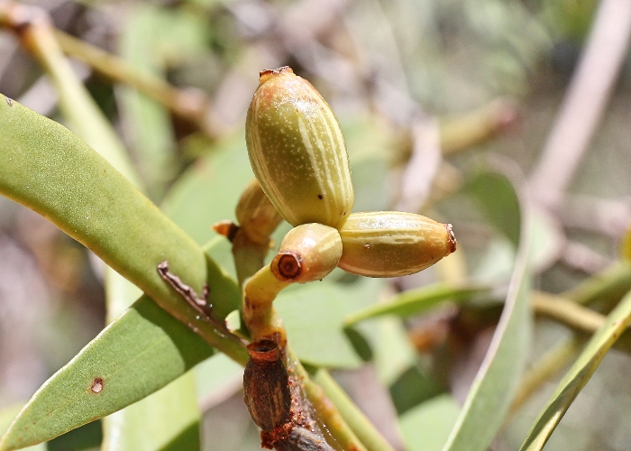 Australian Parasitic Plants - Loranthaceae